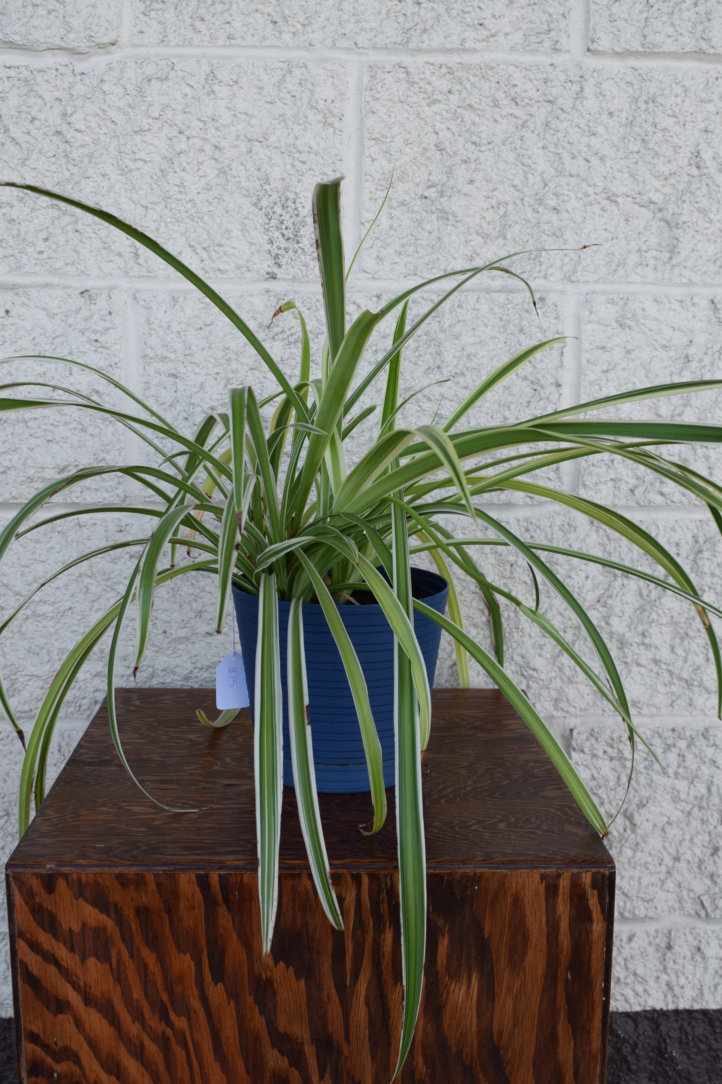 Spider Plant