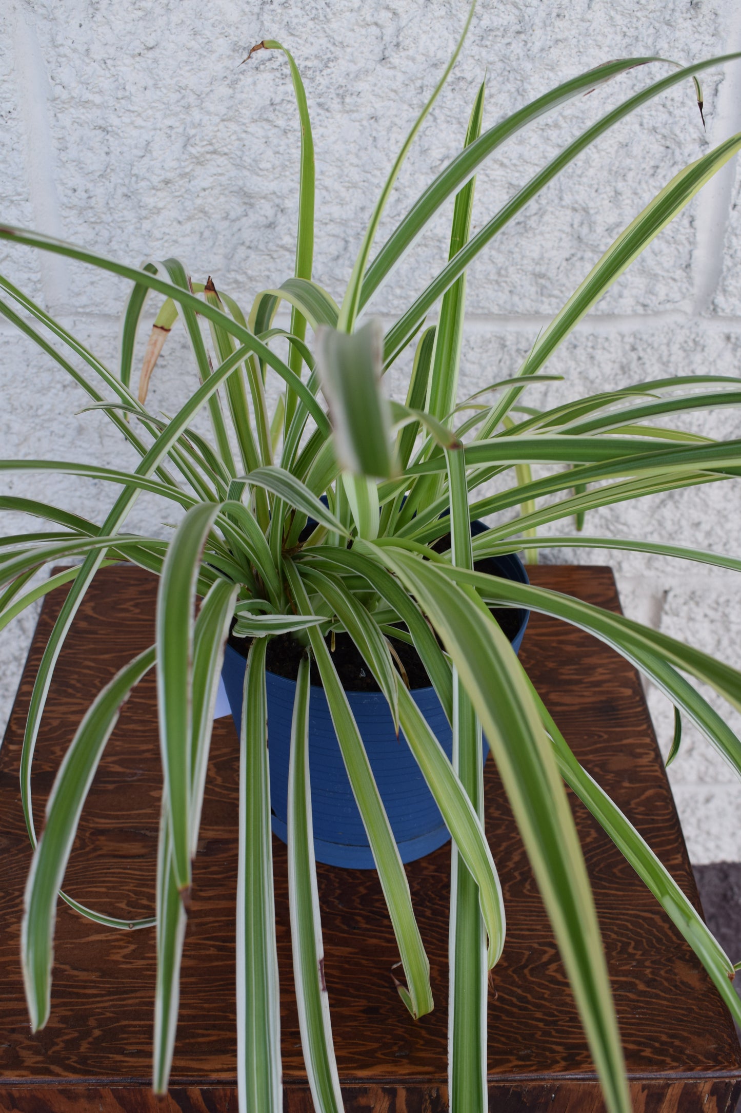 Spider Plant