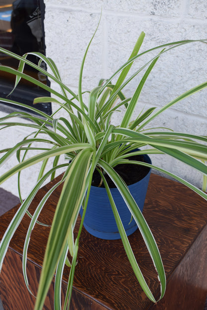 Spider Plant