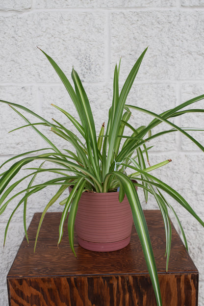 Spider Plant in Red/Brownish Pot