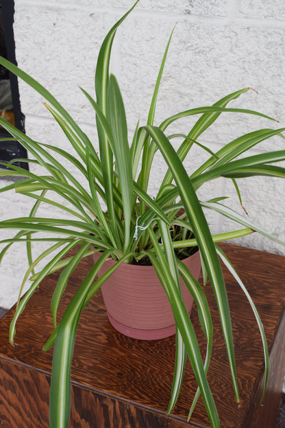 Spider Plant in Red/Brownish Pot